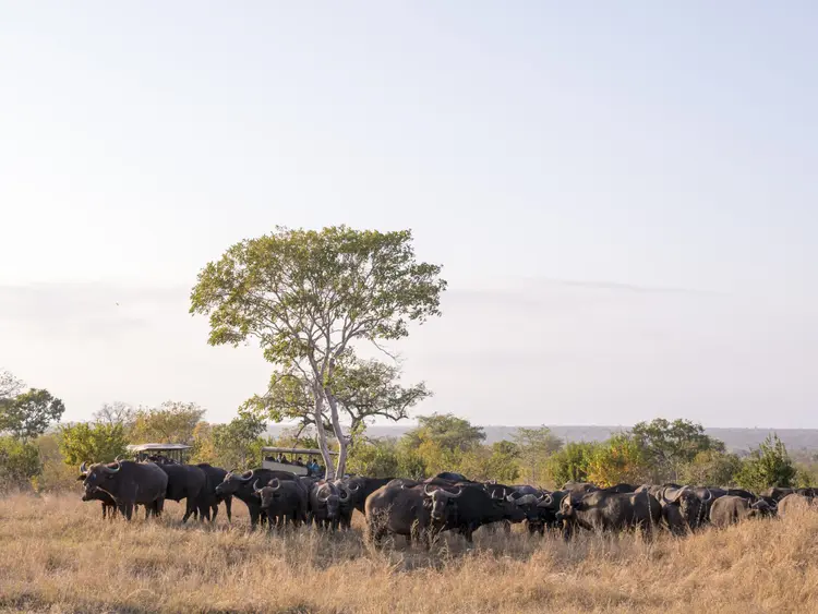a herd of buffalo