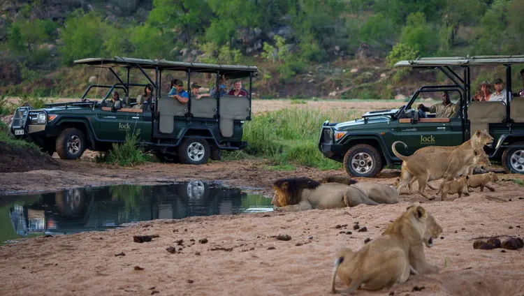 game drive where lions are spotted