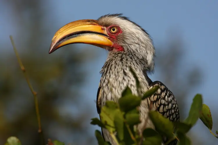 birding