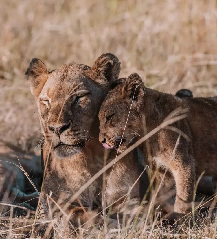 a lioness and her cub laying in the grass