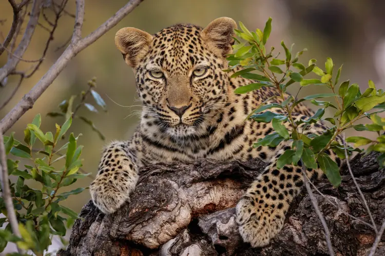 cheetah sitting on a log