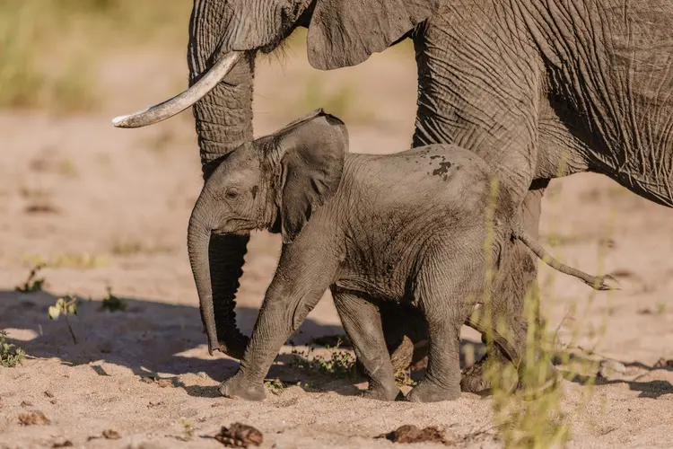elephant calf
