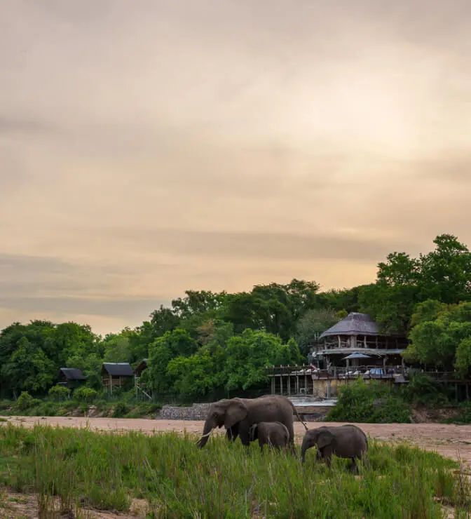elephant in the grass