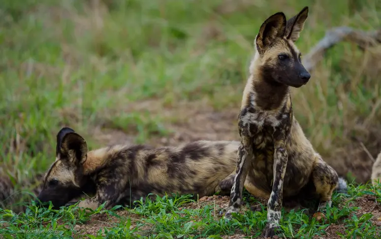 hyenas laying in the grass