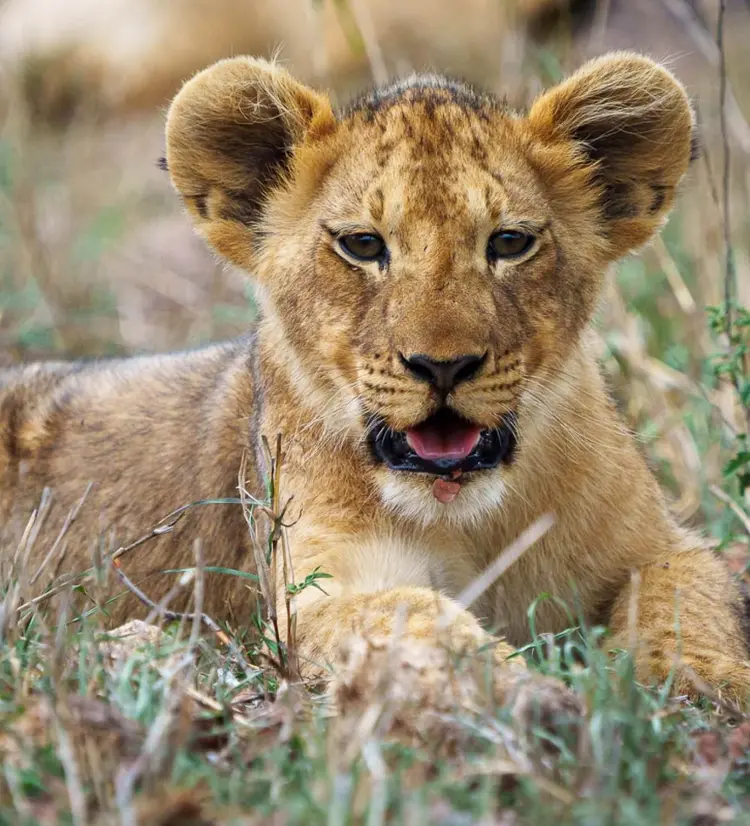 lions cub laying in the grass