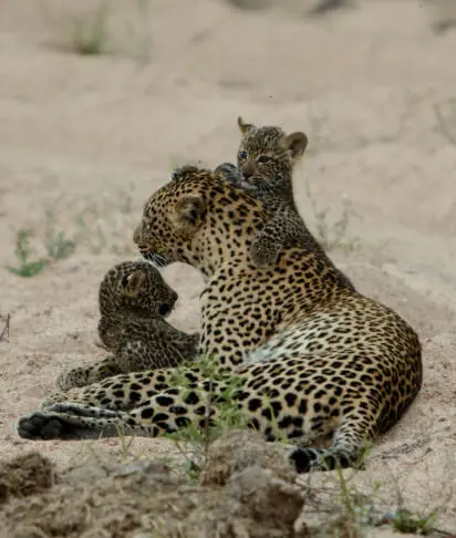 a cheetah and her cubs