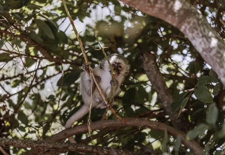 monkey in a tree